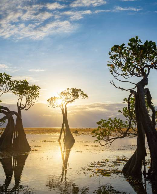 The Dancing Mangrove Trees of Sumba Island in Indonesia.